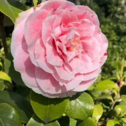 1 CAMELIA JAPONICA ROSA I KRUKA 22CM, UTEVÄXTER, EVIGGRÖN