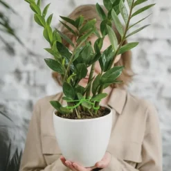 4 delar växtstöd återanvändbara växtodlingstillbehör, olika storlekar klätterväxtpinnar för inomhusväxter dekoration, gröna