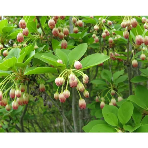1 ENKIANTHUS CAMPANULATUS VÄXTER I 19CM KRUKA
