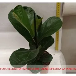 1 FICUS LYRATA BAMBINO VAS 12CM lägenhet renar luften