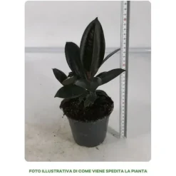 1 FIKUS ABDJAN I KRUKA 12CM, INOMHUSVÄXTER