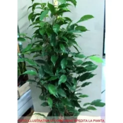 1 FIKUSPLANTA KRUKA 17CM ständigt gröna lägenhet beniamino