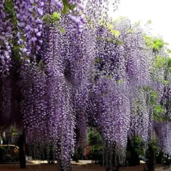 20 frön Balkong Wisteria Frö Gräsmatta Plant Frö Trädgård Wisteria Frö för utomhusgård Blå
