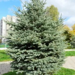 20 frön Bonsai Blå gran Plantering frön Landskapsplanering Trädgård Attraktivt krukväxt trädfrö
