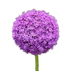 100 frön/förpackning Lila Gian Blommor Frö Trädgård gräsmatta Allium Giganteum Frö för utomhusbalkong