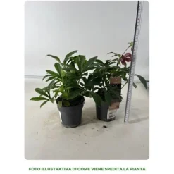 1 HEPHERBIS ORIENTALIS I KRUKA 12CM VIT ELLER MÖRKPINK, UTEVäXTER, EVERGREEN, BALKONGBLOMMOR