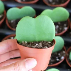 1 HJÄRTAFORMAD HOYA KERRII VAXBLOMMA VAS 6CM