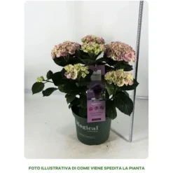 1 HYDRANGEA MAGICAL ROSA VÄXT I 23CM KRUKA, UTEVÄXTER, FÄLLANDE BLAD