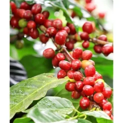 1 KAFFEPLANTAR ARABICA KAFFEPLANT I KRUKA 7CM INOMHUSPLANTER