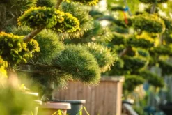 10 kg Epsomsalt, grangödsel, bladgödsel, magnesium, TOP 10 kg