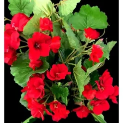 3 KONSTVÄXTER GERANIUM FÖR SAMMANSÄTTNINGAR VALFRI FÄRG 40CM BLOMMOR VÄXTER