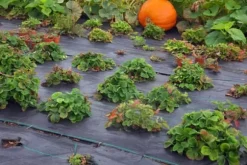 240 m² Ogräsbekämpningsmembran Ogräsfoder Mulchliner 100 g 2 m bred