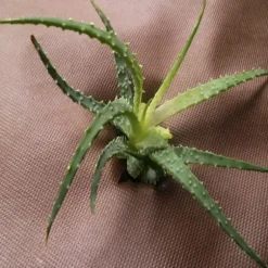 208 m² Trädgårdsfleece Ogräsbekämpningstyg Mulchtyg 80 g 1,6 m bred brun