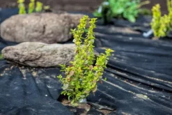 84 m² Trädgårdsfleece Ogräsbekämpningstyg Ogräsfoder Mulchfoder Mulchtyg 150 g 2 m bred