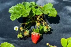 275 m² Trädgårdsfleece Ogräsbekämpningstyg Mulchtyg Ogräsbekämpningsmembran Geotexilmembran 120 g 1 m w.