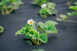 487,5 m² Trädgårdsfleece Ogräsbekämpningstyg Fleece 150 g 1,5 m bred PES