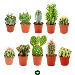 10 olika kaktusar 5,5 cm kruka i ett set