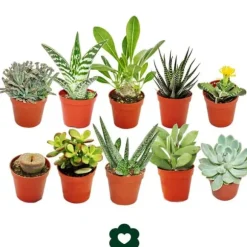 10 olika suckulenter 5,5 cm kruka i ett set