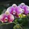1 PHALENOPSIS VÄXT I 9CM KRYDDGA, ASSORTERADE FÄRGER, INOMHUSVÄXTER
