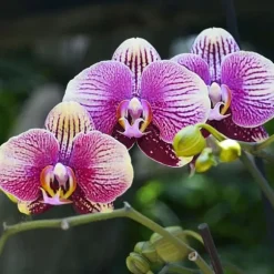 1 PHALENOPSIS VÄXT I 9CM KRYDDGA, ASSORTERADE FÄRGER, INOMHUSVÄXTER