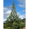 1 PLANT AV ARAUCARIA HETEROPHYLLA EXCELSA NORFOLKSKOG VAS 14CM KONGLOMERA