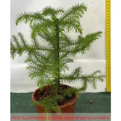 1 PLANT AV ARAUCARIA HETEROPHYLLA EXCELSA NORFOLKSKOG VAS 14CM KONGLOMERA