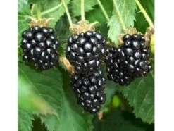 1 Plant av Chesterbär Rubus Fruticosus med stora och söta frukter
