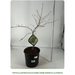 1 PLANT AV ELM DISSECTUM EMERALD LACE I KRUKA 22CM, UTOMHUSVÄXTER, LÖVTRÄD