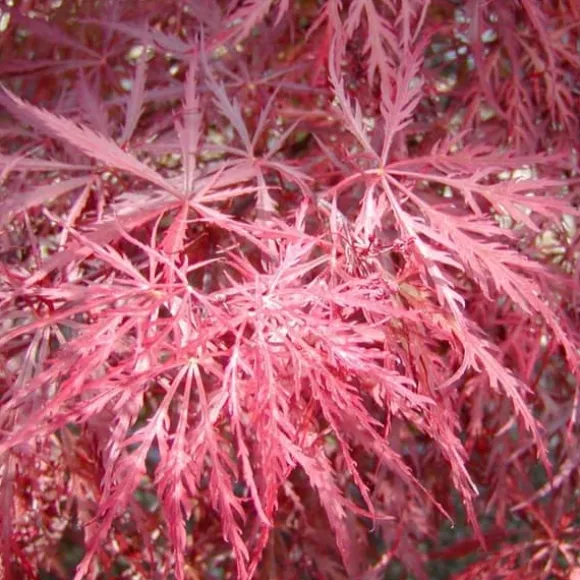 1 PLANT AV KLIBLADIGH PALMATUM DISSECTUM I VAS 22CM, VÄXTER FÖR UTE, LÖVFALLANDE