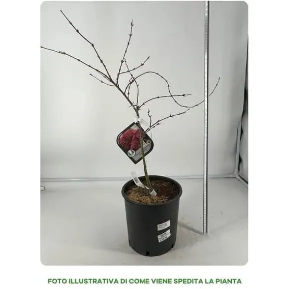 1 PLANT AV KLIBLADIGH PALMATUM DISSECTUM I VAS 22CM, VÄXTER FÖR UTE, LÖVFALLANDE