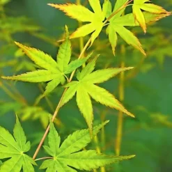 1 PLANT AV LÖVTRÄ BI HOO I KRUKA 19CM FLERFÄRGAD