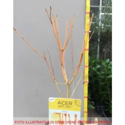 1 PLANT AV LÖVTRÄ BI HOO I KRUKA 19CM FLERFÄRGAD