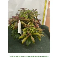 1 PLANT AV PIERIS JAPONICA KATSURA VAS 17CM EVIGRÖN
