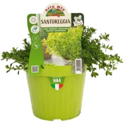 1 PLANT AV SANTOREGGIA POT 14CM ORTOMIO AROMATISKA