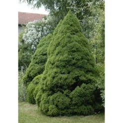 1 PLANT FORM PICEA GLAUCA CONICA POT 17CM NÅLTRÄD EVIGGRÖN