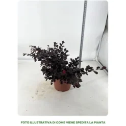 1 PLANT LOROPETALUM CHINE BLAK I VAS 19CM, UTEPLANTER, EVIGRÖN.