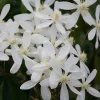 1 PLANT OF CLEMATIS ARMANDII SNOWDRIFT POT 15CM