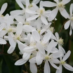 1 PLANT OF CLEMATIS ARMANDII SNOWDRIFT POT 15CM