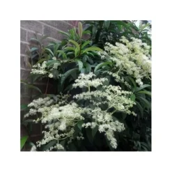 1 PLANT OF PILEOSTEGIA VIBURNOIDES POT 17CM OUTDOOR CLIMBING PLANTS