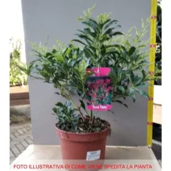 1 PLANT PIERIS FOREST FLAME IN POT 18CM PERENNA