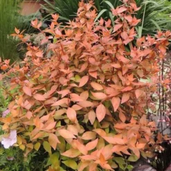 1 PLANTA AV ABELIA GRANDIFLORA CARAMEL KRUKA 20CM UTOMHUSVÄXTER
