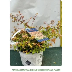 1 PLANTA AV ABELIA GRANDIFLORA CARAMEL KRUKA 20CM UTOMHUSVÄXTER