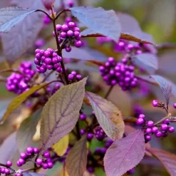 1 PLANTA AV CALLICARPA BODINIERI PROFUSION KRUKA PÅ 21CM