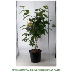 1 PLANTA AV CALYCANTHUS HARTLAGE WINE I KRUKA 32CM, FÖR UTOMHUS, DECUIDUOUS