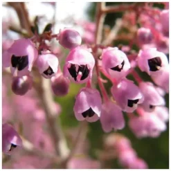 1 PLANTA AV ERICA AFRICANA CANICULATA KRUKA 17CM