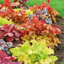 1 PLANTA AV HEUCHERA VARIETET ASSORTERAD I KRVAS 12CM