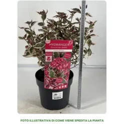 1 PLANTA AV HYDRANGEA EUPHORIA ROSA I KRUKA 19CM, UTEPLANTOR, LÖVVERK.