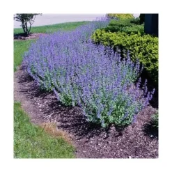 1 PLANTA AV NEPETA MUSSINII KATTGRÄS I KRUKA 16CM