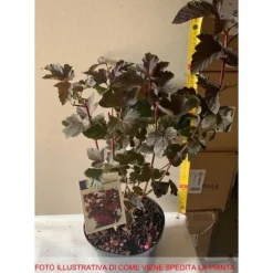 1 PLANTA AV PHYSOCARPUS OPULIFOLIUS ANDRE KÅPA 17CM lövfällande