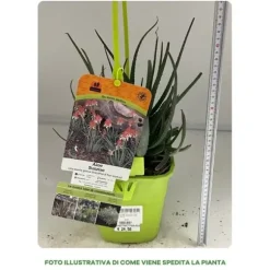 1 PUNKT AV ALOE SAFARI SUNRISE I TOPP 19CM, UTOMHUSVÄXTER, SUCCULENTER